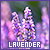 a 50x50 image of lavender flowers